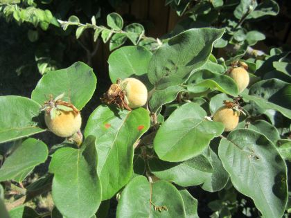 Quitten: Früchte, Vitamine der Quittenfrucht, Verwendung der Quitte, Quittenlehrpfad bei Astheim/Volkach