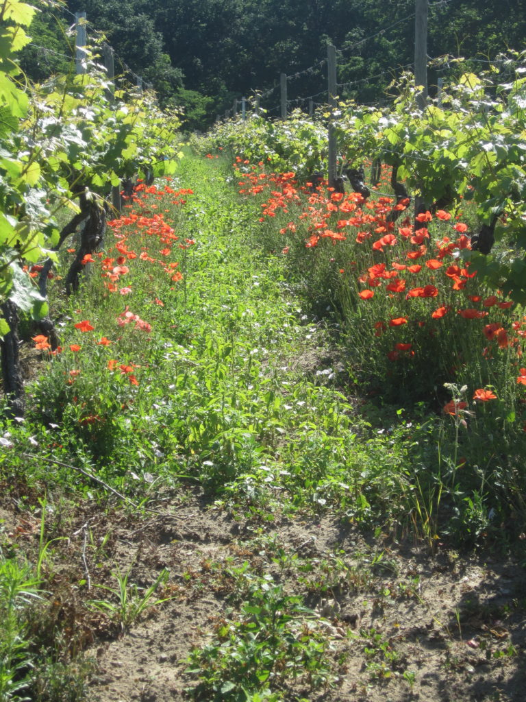 Weinberg Wanderung im Juni